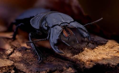 Гроза плохишей