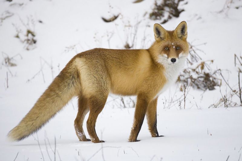Хвост пушистый - лис здоровый фото превью