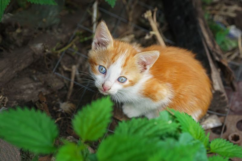 Котёнок в траве фото превью