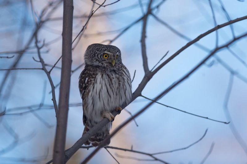 сыч, сычик, воробьиный сычик, сова, птица, птицы, лес, бор, зима, новосибирск Гроза мышей фото превью