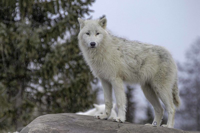 Arctic wolf фото превью