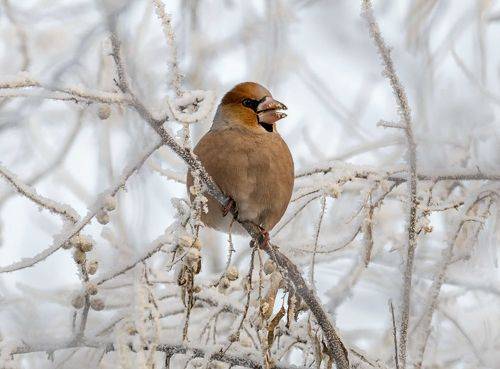 Дубонос в тумане.(4 ФОТО)