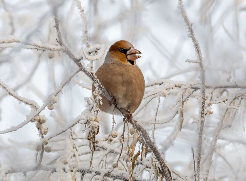 птица, дубонос, туман, обед, иней, Дубонос в тумане.(4 ФОТО) фото превью