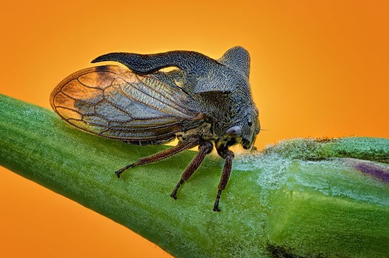 Centrotus cornutus фото превью