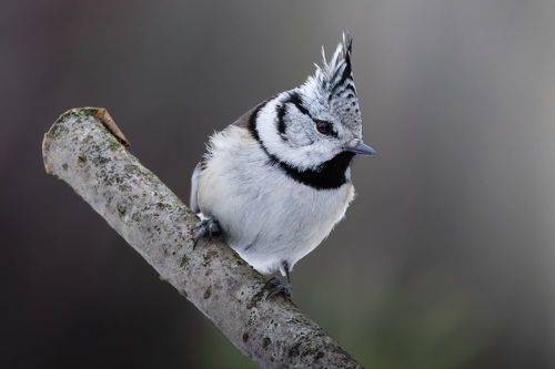 Хохлатая синица. (Lophophanes cristatus)