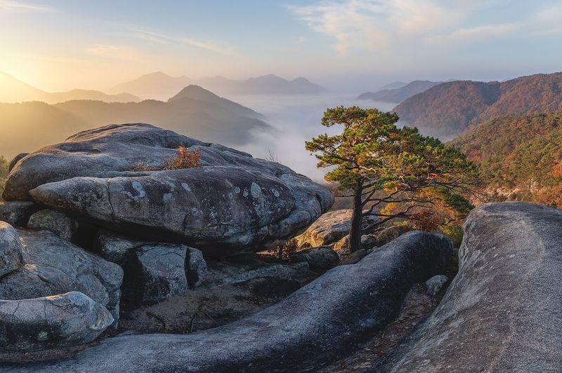 Abalone фото превью