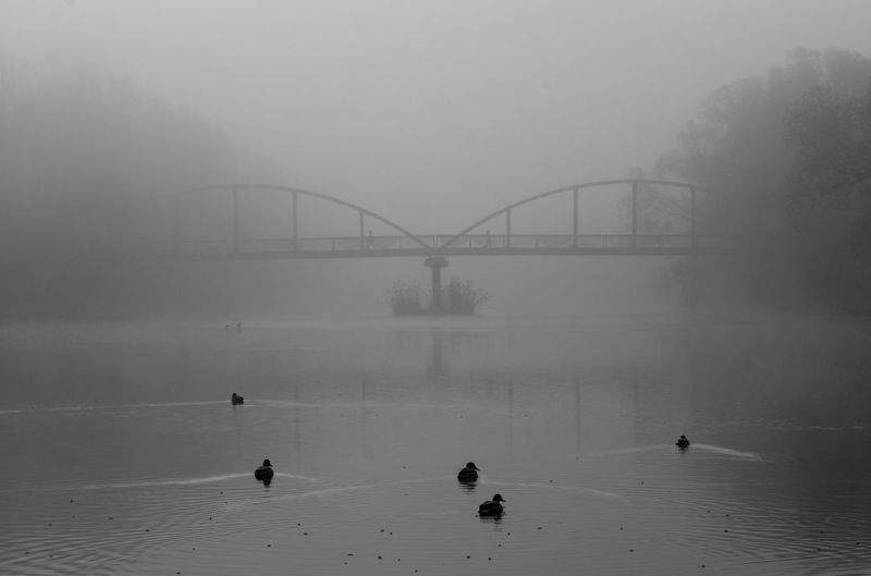 В бледных туманах фото превью