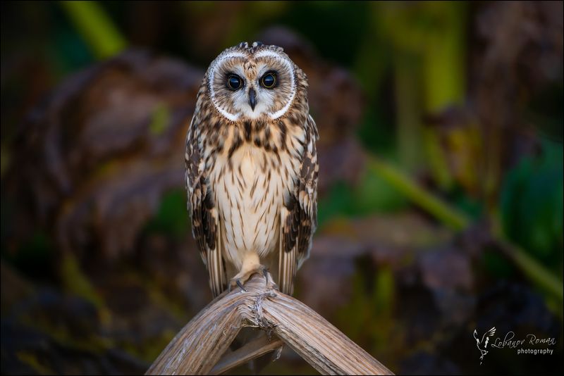 * * * фото превью