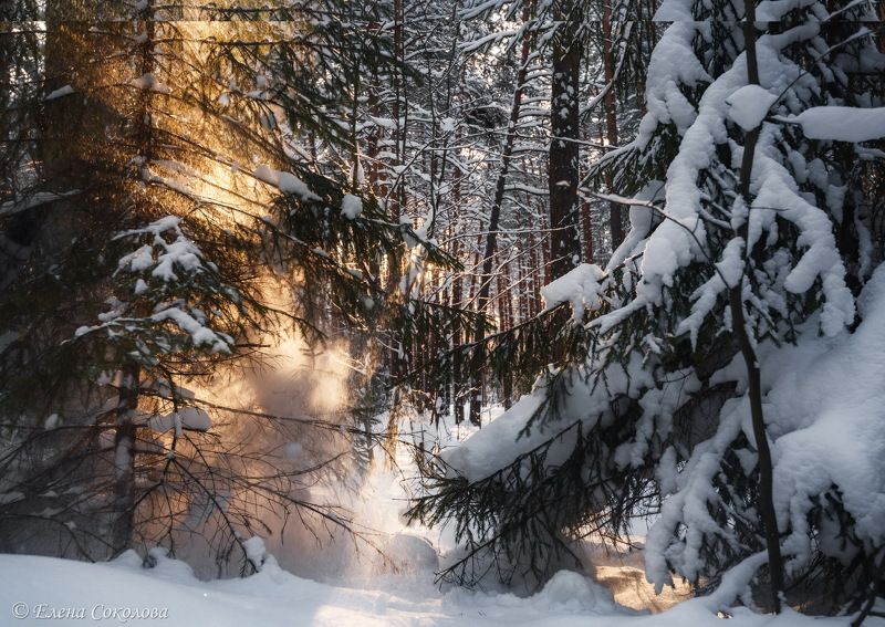 Снежный лес фото превью