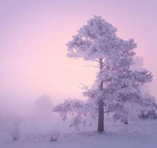 В утреннем свете. / In the morning light.