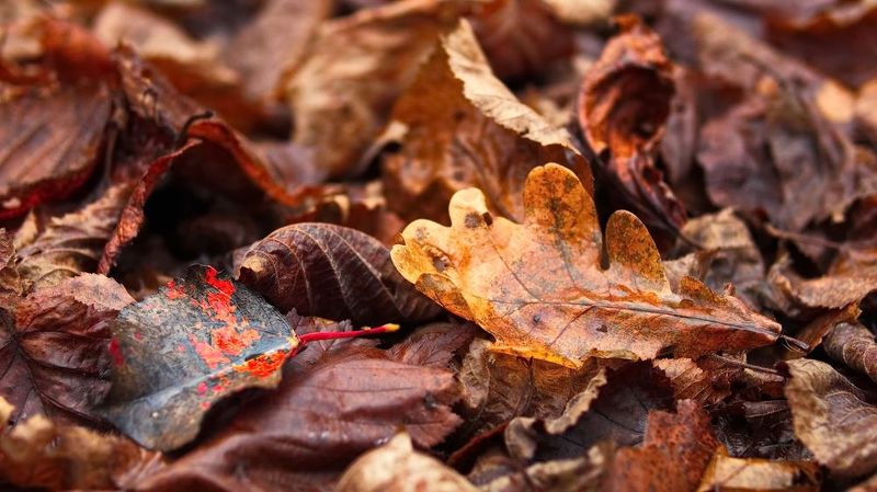 Последние краски осени фото превью