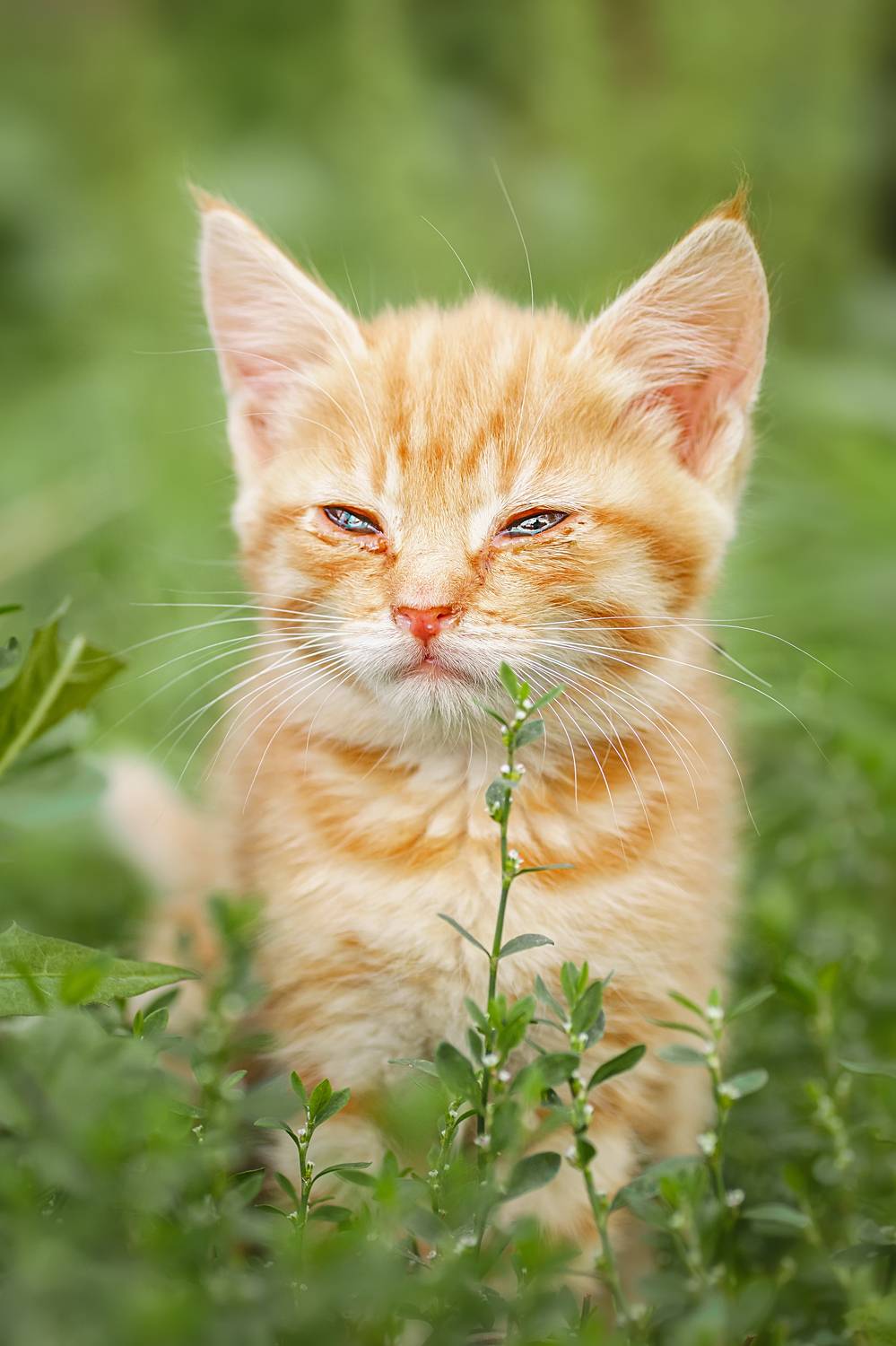 , Корнеев Алексей