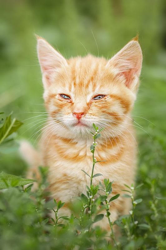Котёнок в траве фото превью