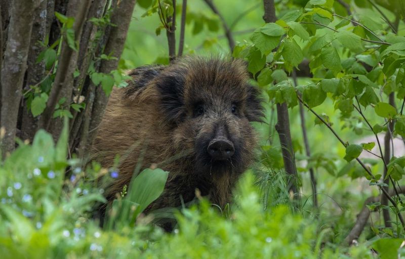 Молоденький лохматик.  фото превью