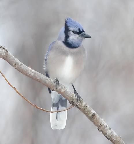 Blue Jay - Голубая сойка