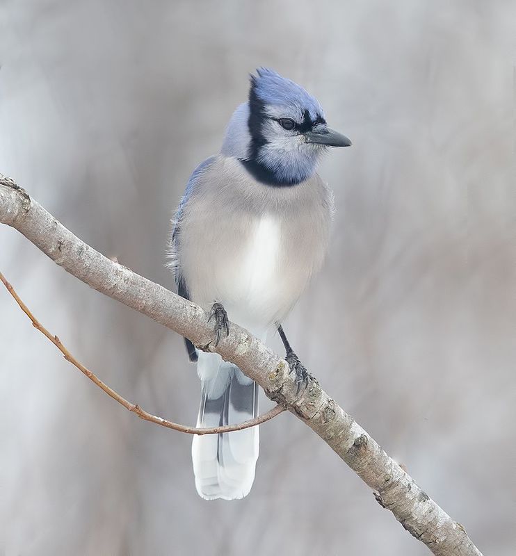 сойка, голубая сойка, jay, blue jay, зима Blue Jay - Голубая сойка фото превью