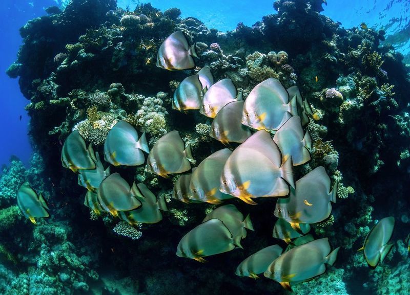 Стая платаксов в Красном море. фото превью