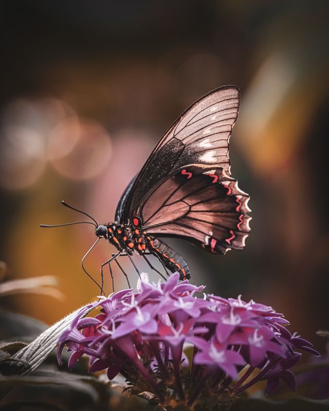 Melody of nature: from the sky to the ocean фото превью