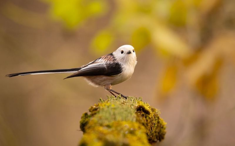 Long-teiled Ti фото превью