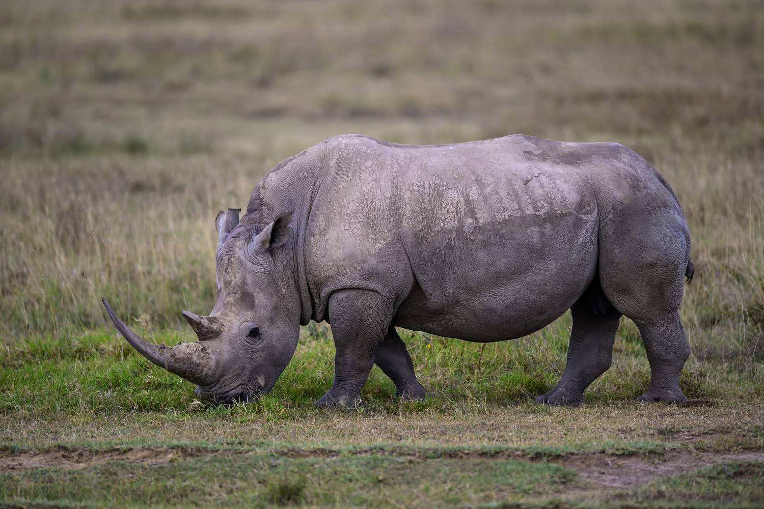 , Пупонин Сергей
