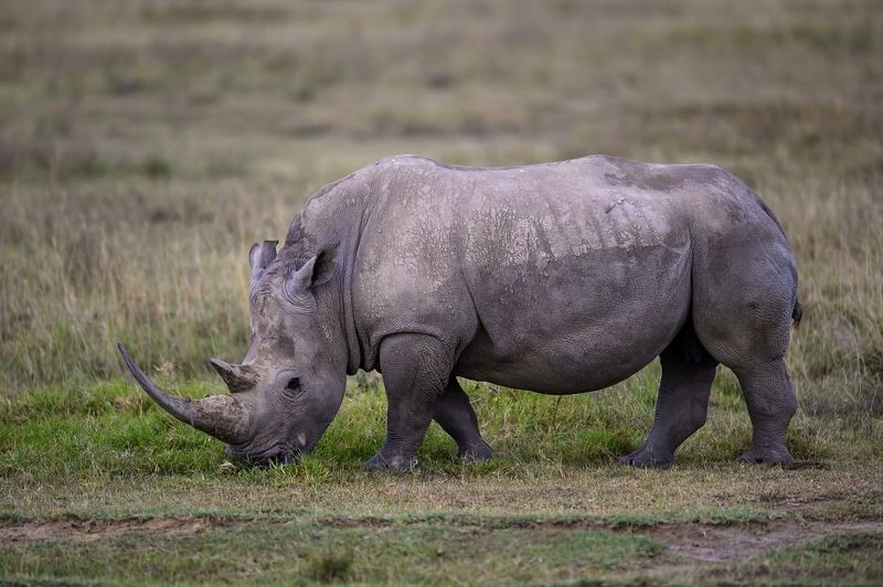 Носорог фото превью