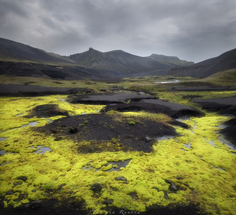 Желто-зеленый мох и черный вулканический песок Исландии фото превью