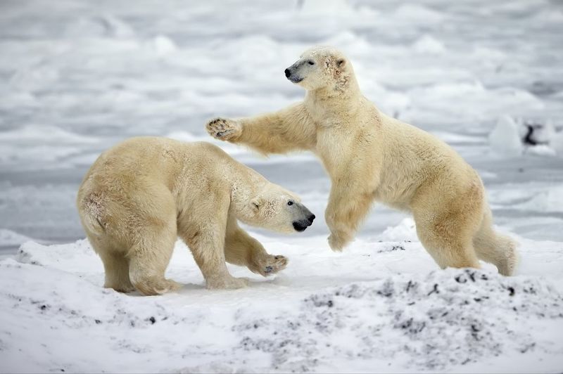 Мишкины будни фото превью