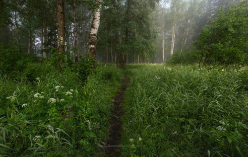 Тропинка в лето