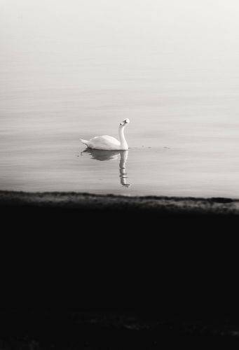 Зимы обетованной беглецы.