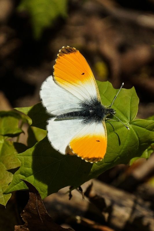 бабочки зорька фото превью