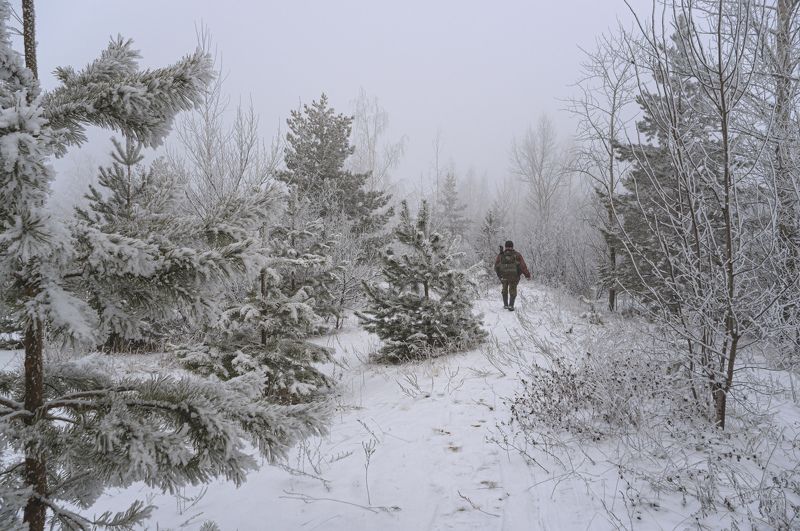 По утру за ёлкой . фото превью