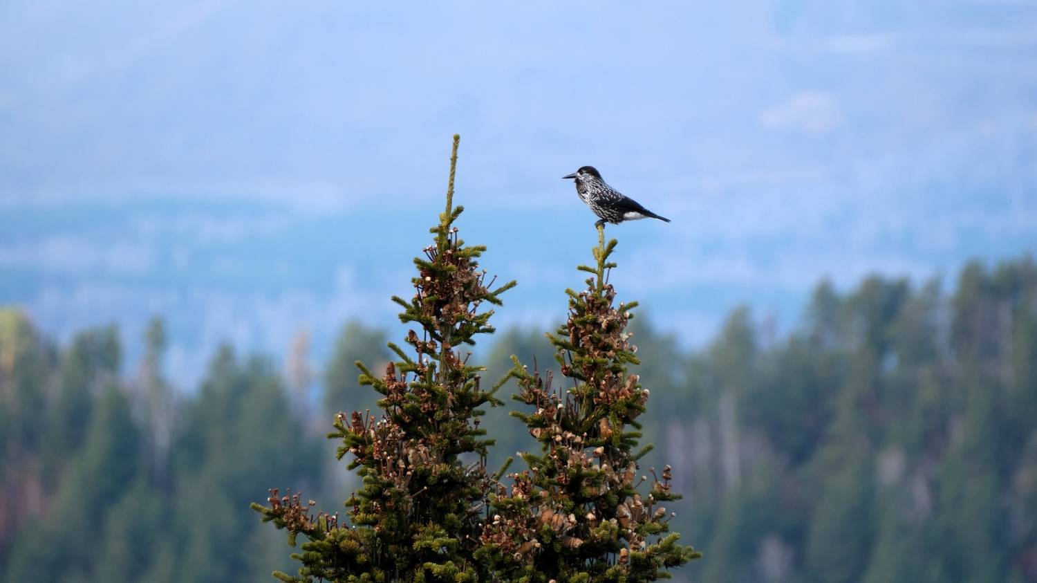 кедровка, птицы, красноярские столбы, Багурский Алексей