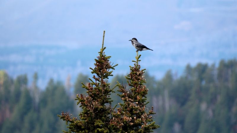 кедровка, птицы, красноярские столбы Выбор фото превью