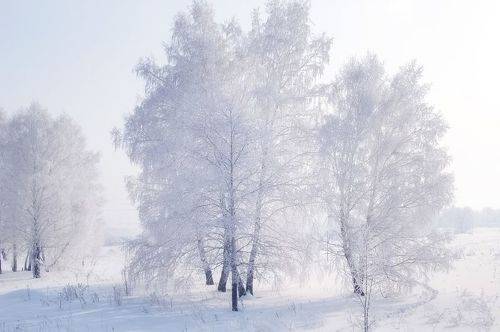 Зимняя нежность