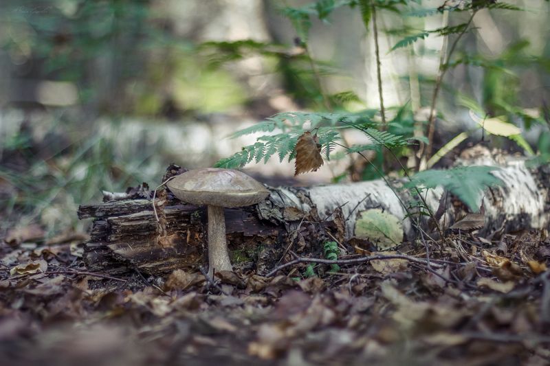 грибы, лес Лесные фотозарисовки фото превью