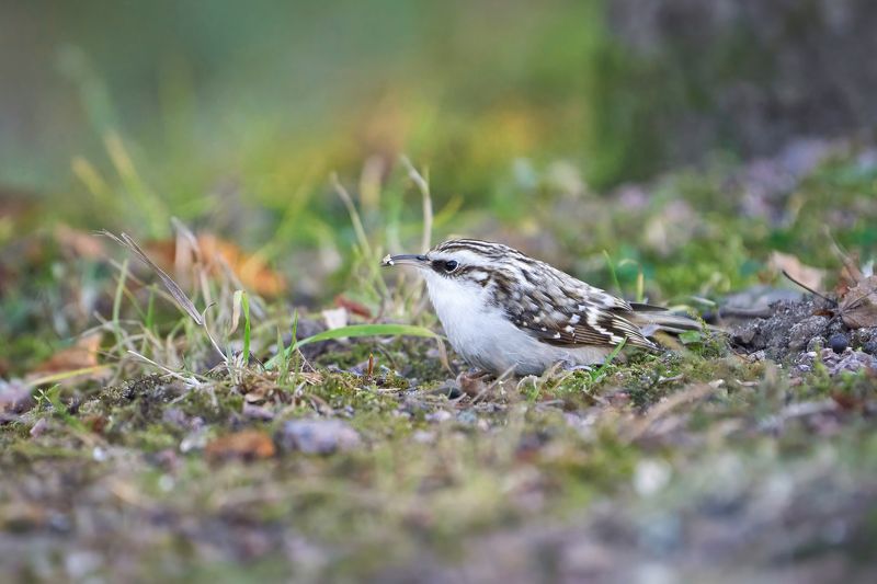 обыкновенная пищуха,пищуха,Eurasian treecreeper,common treecreeper,treecreeper,Certhia familiaris, Пищуха фото превью