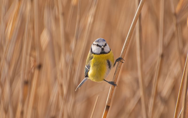 Лазоревка в камышах :) фото превью