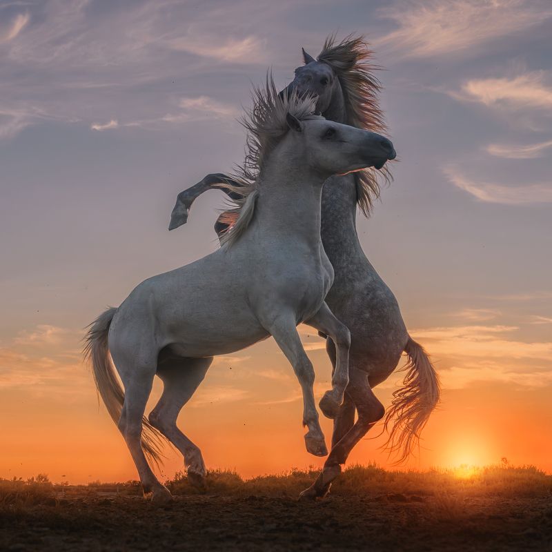 Playing Stallions фото превью