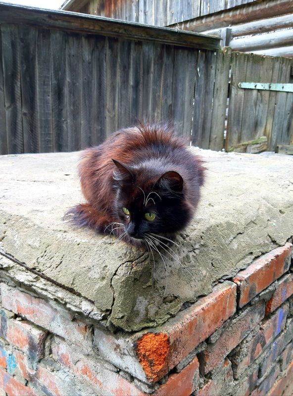 Котёнок  Котёнок из Суздаля фото превью