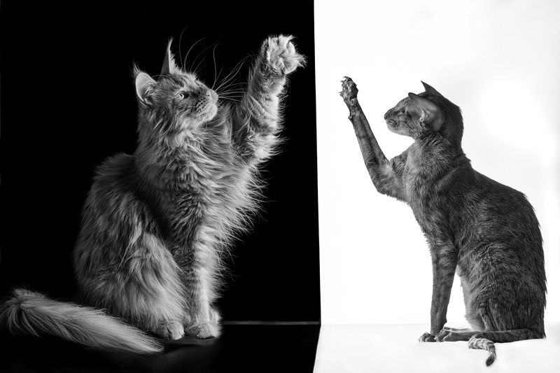 фото превью