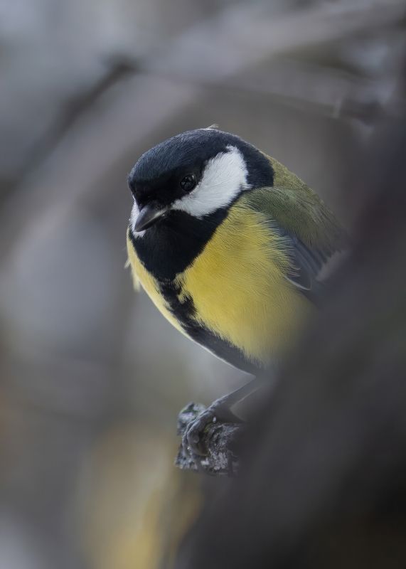 Большая синица фото превью