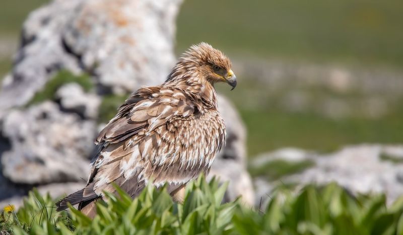 Призадумался. фото превью