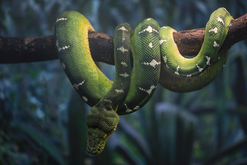 Emerald tree boa фото превью