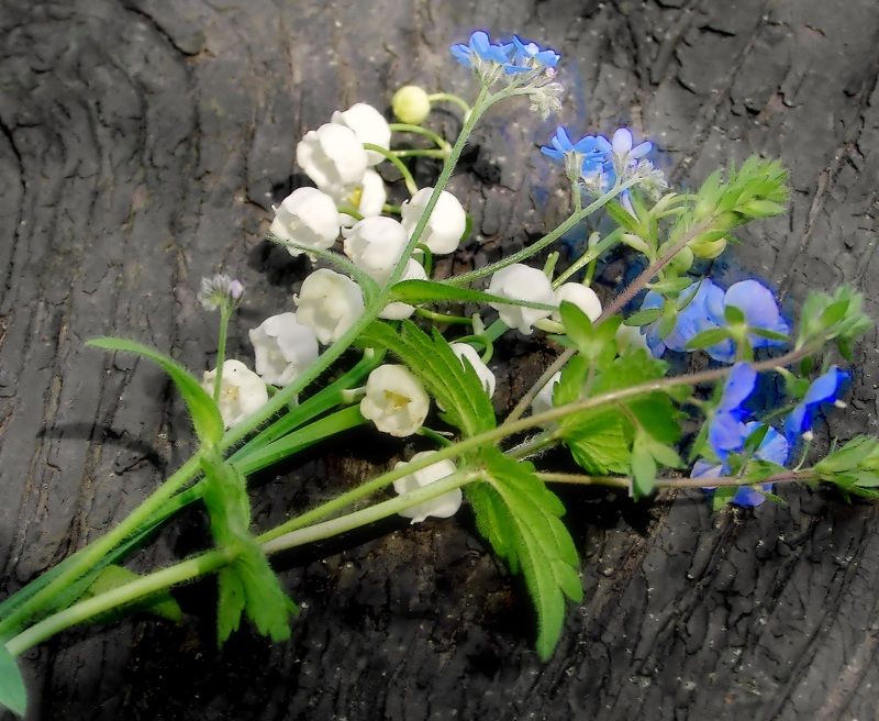 фото превью