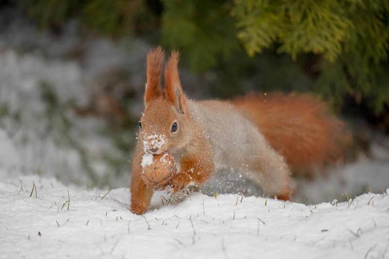 Добыча фото превью