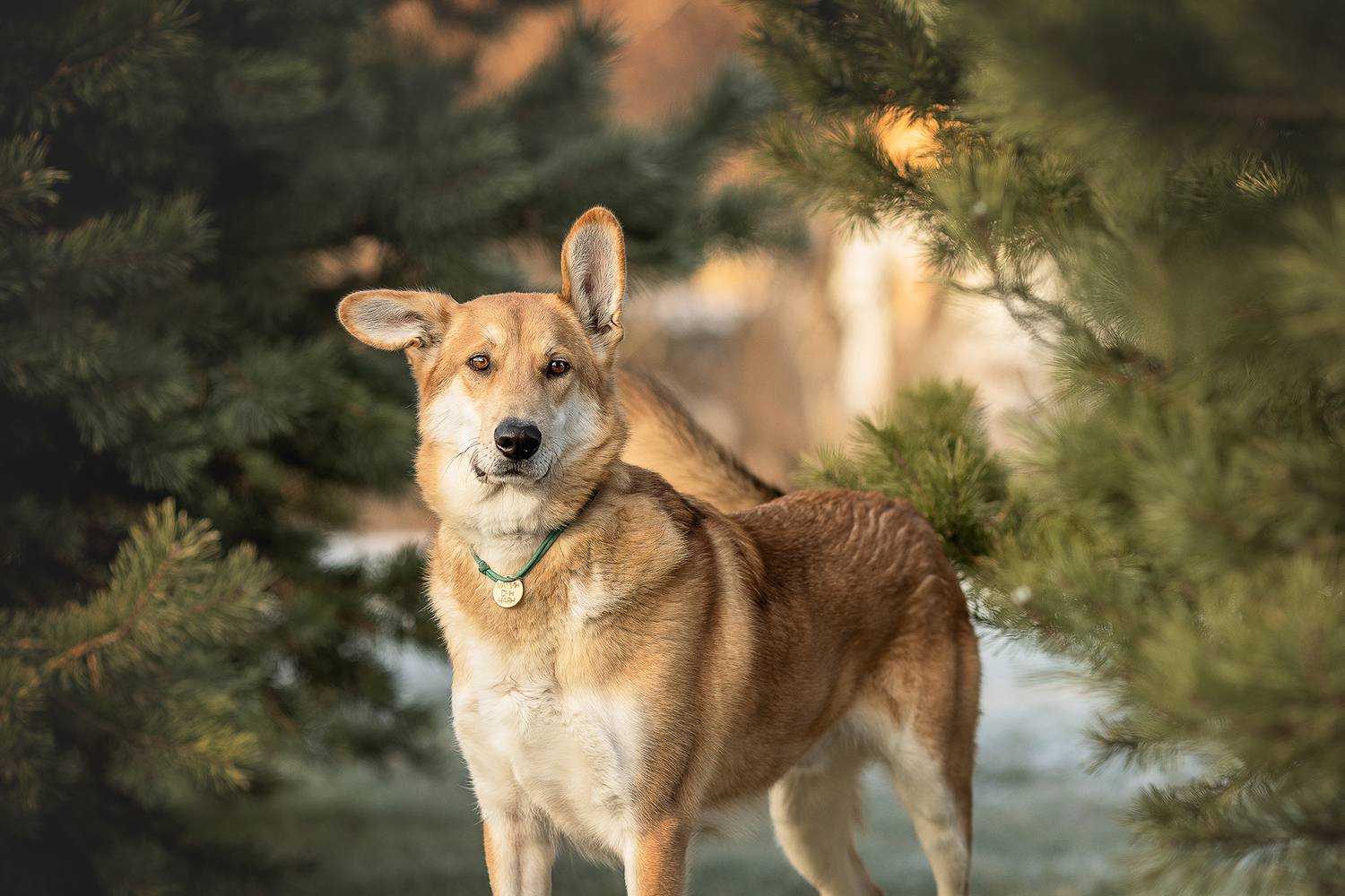 , Самусенкова Елена