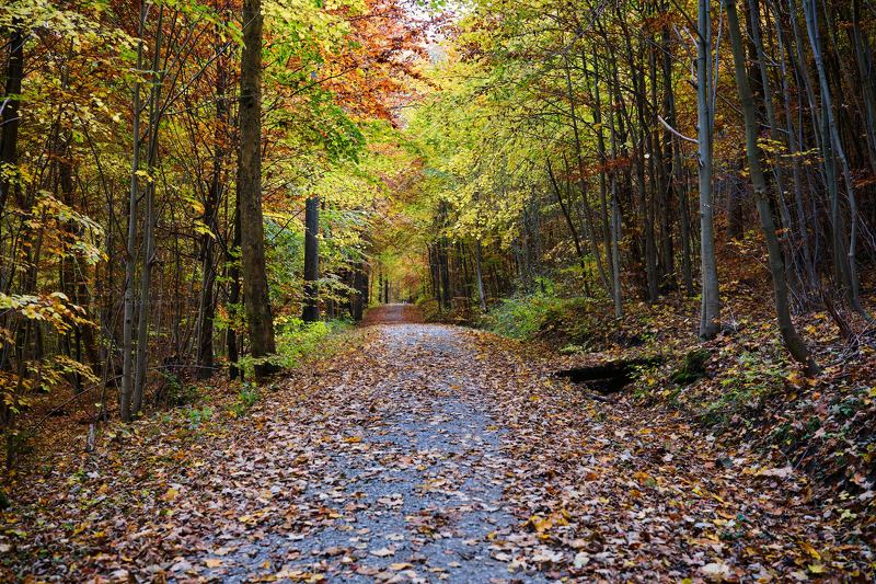 In autumn фото превью