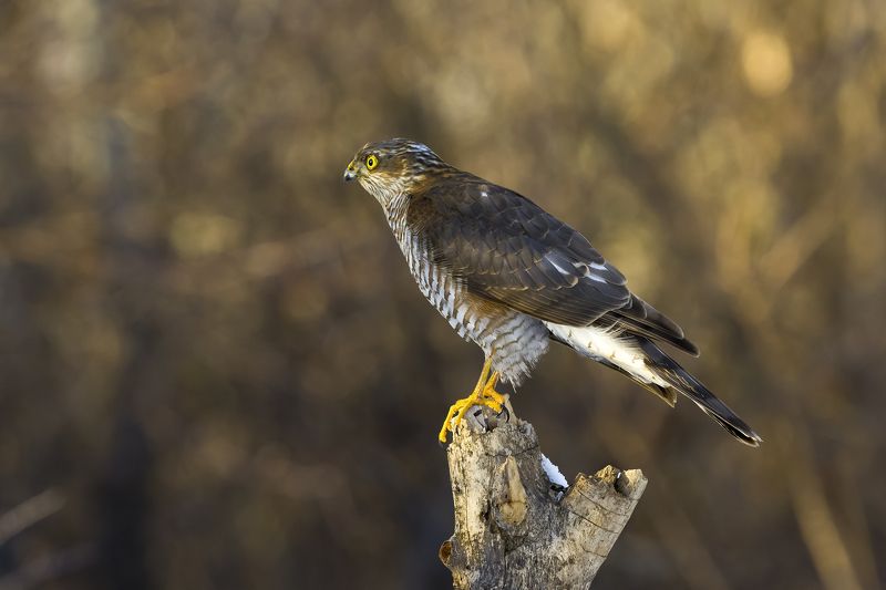 природа Ястреб-перепелятник(Самка) фото превью