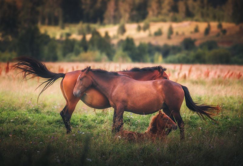 Семья фото превью