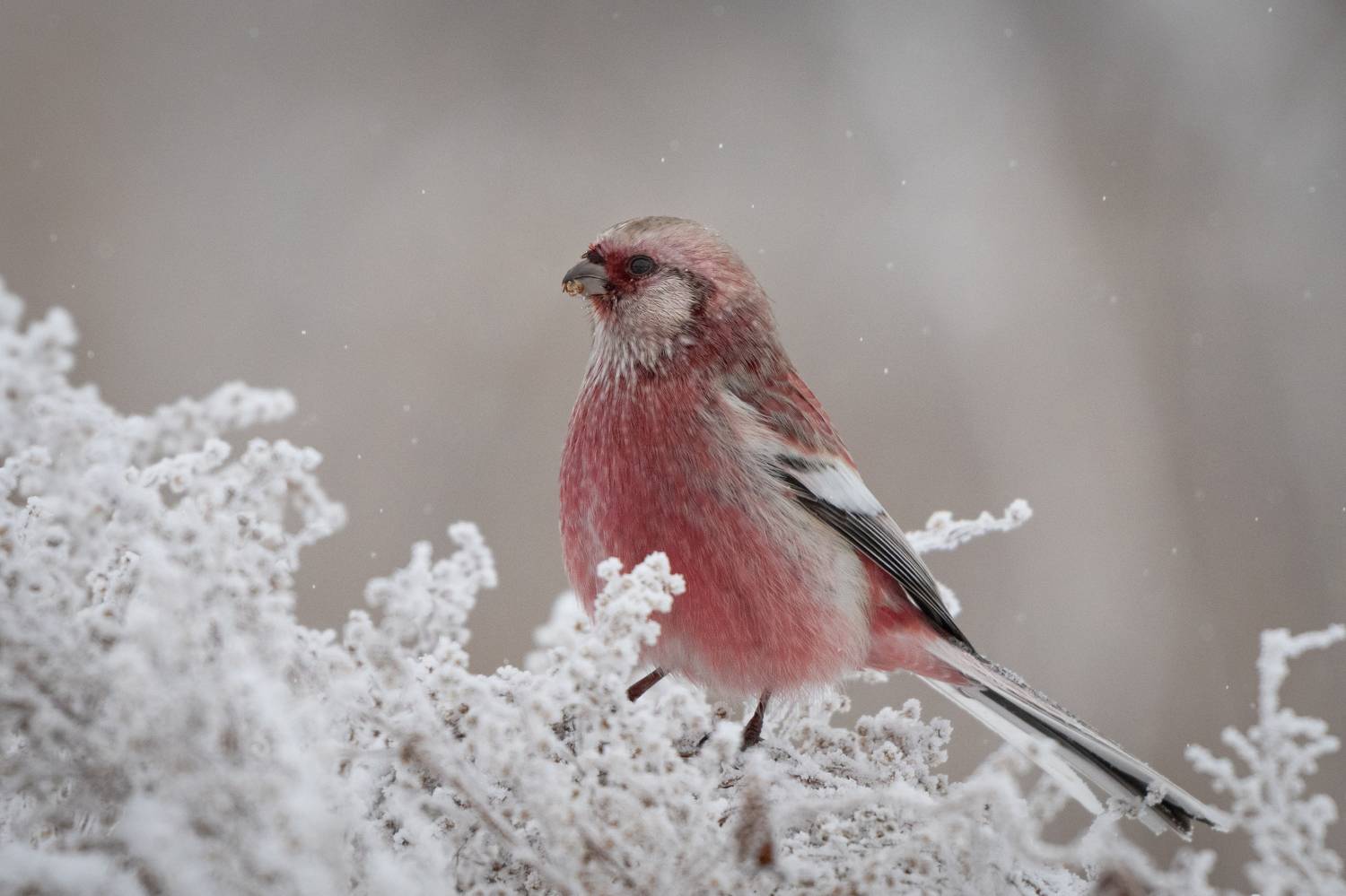 Урагус, снегирь, птицы, зима, Степанова Татьяна